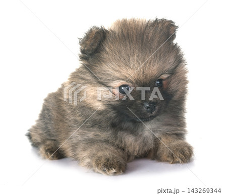 puppy pomeranian in studio 143269344