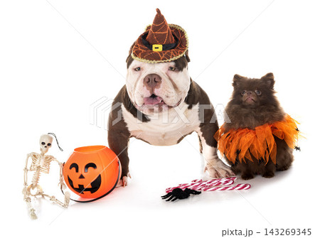 american bully and spitz american bully and spitz 143269345