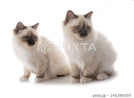 birman kitten in studio birman kitten in studio 143269359