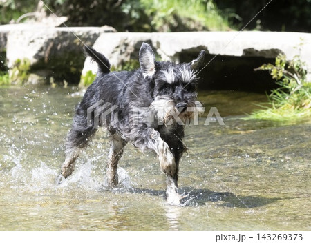 miniature schnauzer in nature 143269373