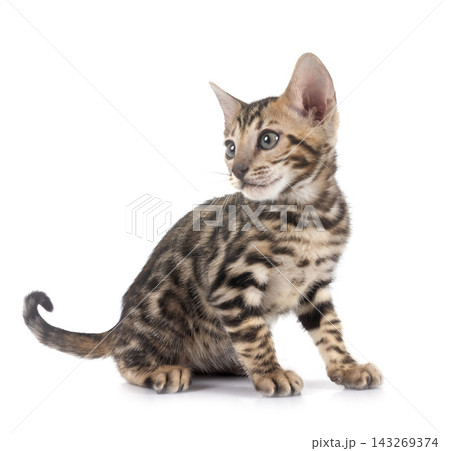 bengal kitten in studio 143269374