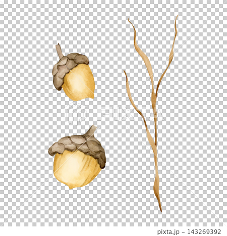 Cute acorns with dry branch. Autumn Forest plants Watercolor hand drawn floral illustration isolated on white background for fall nursery design whimsical home textile cozy print porcelain crockery Cute acorns with dry branch. Autumn Forest plants Watercolor hand drawn floral illustration isolated on white background for fall nursery design whimsical home textile cozy print porcelain crockery 143269392