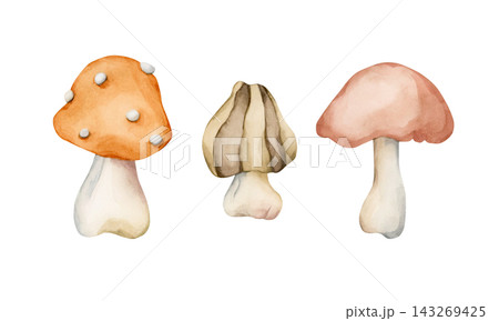 Cute Autumn Mushrooms. Forest plant Fly agaric Watercolor hand drawn floral food illustration isolated on white background pastel cozy fall design home kitchen textile table cloth porcelain crockery Cute Autumn Mushrooms. Forest plant Fly agaric Watercolor hand drawn floral food illustration isolated on white background pastel cozy fall design home kitchen textile table cloth porcelain crockery 143269425