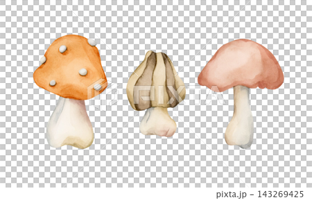 Cute Autumn Mushrooms. Forest plant Fly agaric Watercolor hand drawn floral food illustration isolated on white background pastel cozy fall design home kitchen textile table cloth porcelain crockery Cute Autumn Mushrooms. Forest plant Fly agaric Watercolor hand drawn floral food illustration isolated on white background pastel cozy fall design home kitchen textile table cloth porcelain crockery 143269425