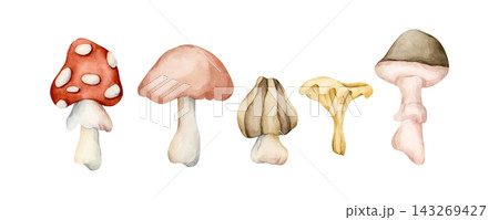 Cute Autumn Mushrooms. Forest plant Fly agaric Watercolor hand drawn floral food illustration isolated on white background pastel cozy fall design home kitchen textile table cloth porcelain crockery Cute Autumn Mushrooms. Forest plant Fly agaric Watercolor hand drawn floral food illustration isolated on white background pastel cozy fall design home kitchen textile table cloth porcelain crockery 143269427