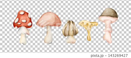 Cute Autumn Mushrooms. Forest plant Fly agaric Watercolor hand drawn floral food illustration isolated on white background pastel cozy fall design home kitchen textile table cloth porcelain crockery Cute Autumn Mushrooms. Forest plant Fly agaric Watercolor hand drawn floral food illustration isolated on white background pastel cozy fall design home kitchen textile table cloth porcelain crockery 143269427