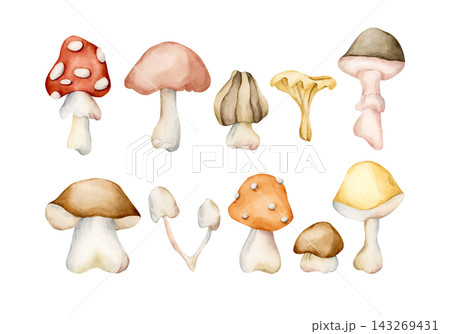 Cute Autumn Mushrooms. Forest plant Fly agaric Watercolor hand drawn floral food illustration isolated on white background pastel cozy fall design home kitchen textile table cloth porcelain crockery Cute Autumn Mushrooms. Forest plant Fly agaric Watercolor hand drawn floral food illustration isolated on white background pastel cozy fall design home kitchen textile table cloth porcelain crockery 143269431