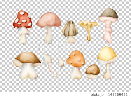 Cute Autumn Mushrooms. Forest plant Fly agaric Watercolor hand drawn floral food illustration isolated on white background pastel cozy fall design home kitchen textile table cloth porcelain crockery Cute Autumn Mushrooms. Forest plant Fly agaric Watercolor hand drawn floral food illustration isolated on white background pastel cozy fall design home kitchen textile table cloth porcelain crockery 143269431
