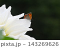 ベニシジミ 143269626