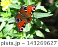 クジャクチョウ 143269627