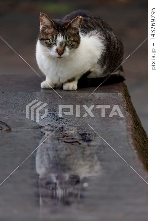 ベンチに反射してる二匹のキジトラ柄とぶち猫柄の野良猫 143269795