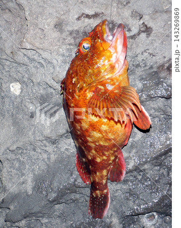 ウキフカセ釣りで釣れた良型のカサゴ ウキフカセ釣りで釣れた良型のカサゴ 143269869