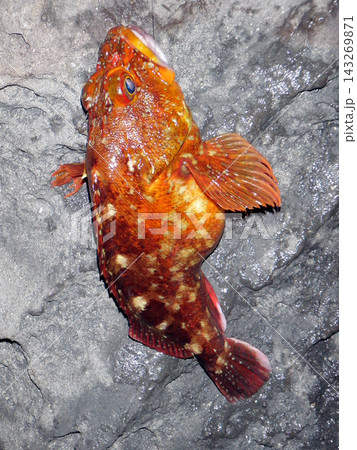 ウキフカセ釣りで釣れた良型のカサゴ ウキフカセ釣りで釣れた良型のカサゴ 143269871