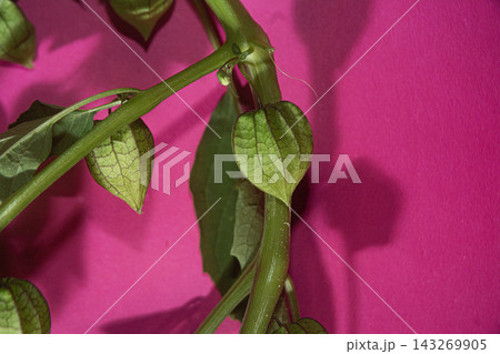 Green Physalis Husks on Stems Against a Vibrant Hot Pink Background for Modern Botanical Design Green Physalis Husks on Stems Against a Vibrant Hot Pink Background for Modern Botanical Design 143269905