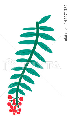 Holly Branch With Berries Cartoon 143271520