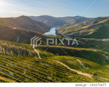 Aerial drone view of the Douro River winding through terraced vineyards at sunset in the Portuguese Douro Valley wine region. 143271677