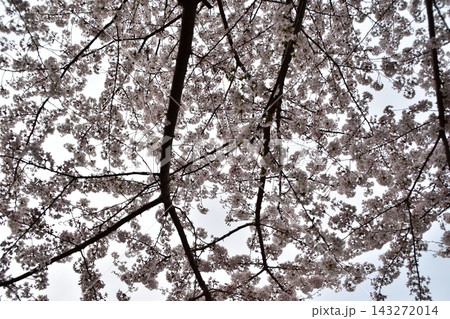 日本の春 東京都墨田区の隅田公園の桜まつり 満開の桜と曇り空 日本の春 東京都墨田区の隅田公園の桜まつり 満開の桜と曇り空 143272014