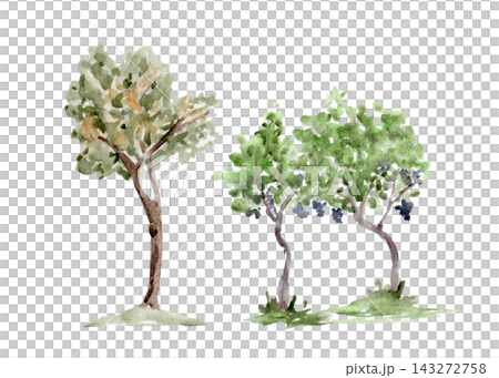 Two Mediterranean trees with green foliage and dark grape clusters, hand painted in watercolor. Isolated botanical elements for landscape design, winery branding, invitations and editorial projects 143272758