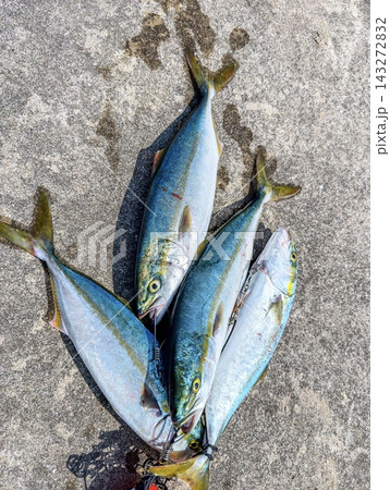 防波堤で釣れたツバスの釣果 143272832