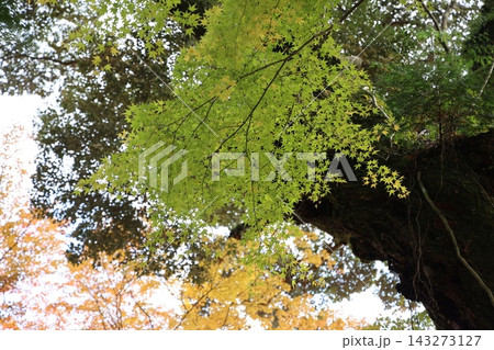 境内の大木の幹から広がる鮮やかな青もみじと奥に彩る黄葉の木漏れ日 143273127