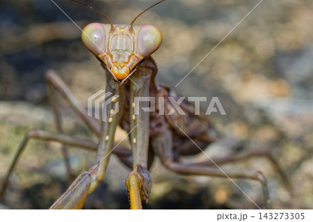 ハラビロカマキリ褐色型の正面 ハラビロカマキリ褐色型の正面 143273305
