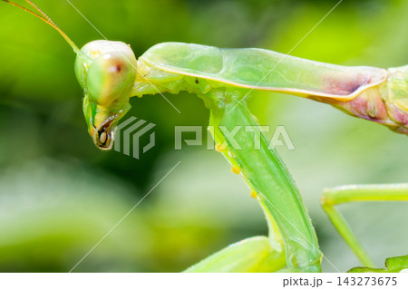 ハラビロカマキリ緑色型の横顔 143273675