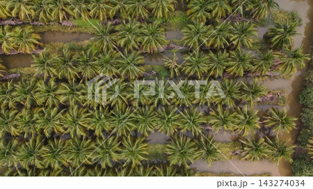 High Angle Landscape of Beautiful Organic Coconut Crop and Farming Field High Angle Landscape of Beautiful Organic Coconut Crop and Farming Field 143274034