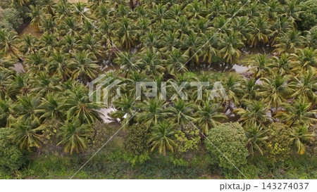 High Angle Landscape of Beautiful Organic Coconut Crop and Farming Field High Angle Landscape of Beautiful Organic Coconut Crop and Farming Field 143274037