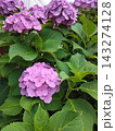 紫陽花 143274128