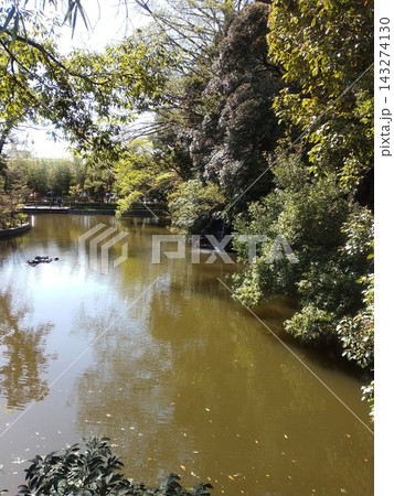 水面に写る美しい木々 水面に写る美しい木々 143274130