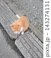 可愛いネコちゃん 143274131