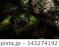 苔むした切り株に芽吹く新しい命 143274192