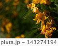 満開のコバノセンナ 143274194