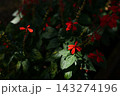 木漏れ日に照らされるサルビア 143274196