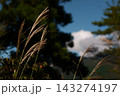 風に揺れるススキ 143274197