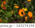 キバナコスモスに止まるハチ 143274198