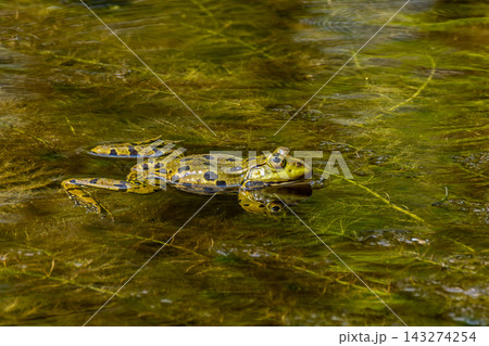 Common frog, Rana temporaria, single reptile croaking in the water 143274254