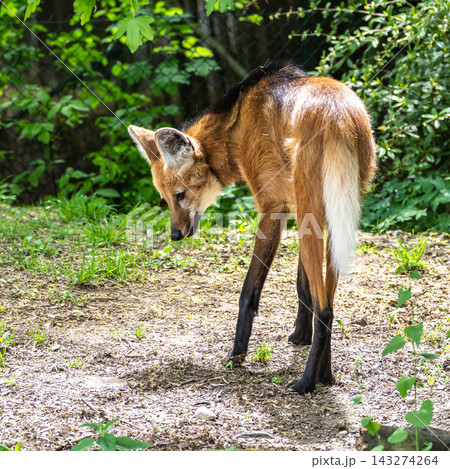 The Maned Wolf, Chrysocyon brachyurus is the largest canid of South America The Maned Wolf, Chrysocyon brachyurus is the largest canid of South America 143274264