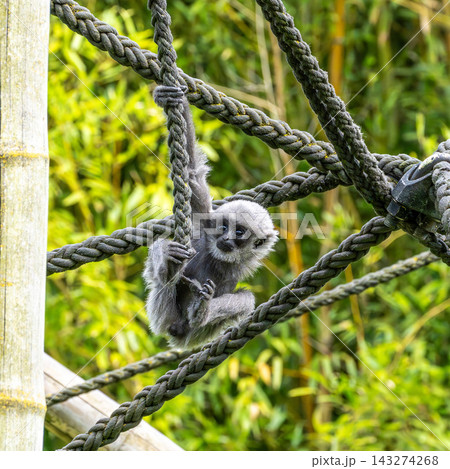 Silvery gibbon baby, Hylobates moloch in a German park Silvery gibbon baby, Hylobates moloch in a German park 143274268