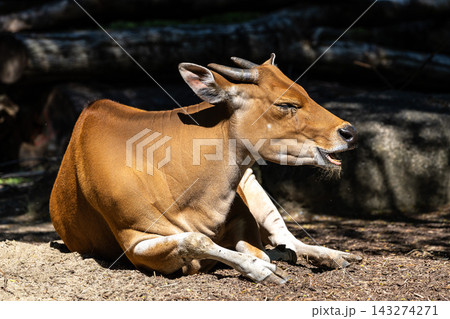 Banteng, Bos javanicus or Red Bull is a type of wild cattle. 143274271