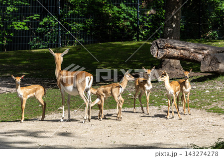 Indian Blackbuck family, Antelope cervicapra or Indian antelope. 143274278