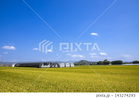 収穫間近の田んぼ 収穫間近の田んぼ 143274293