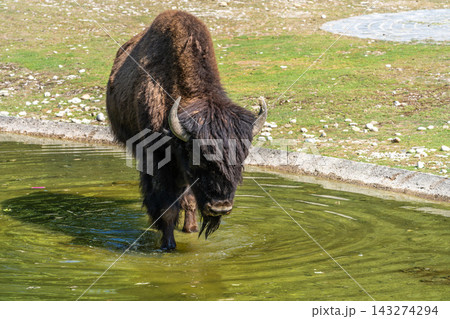 American buffalo known as bison, Bos bison in a german park 143274294