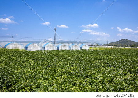 遠くに山々を望む大豆畑とビニールハウスの風景 遠くに山々を望む大豆畑とビニールハウスの風景 143274295