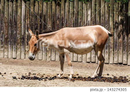 Persian onager, Equus hemionus onager. Captive-born animals that are extremely rare due to near extinction in the wild. 143274305