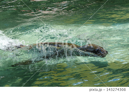 A Cape fur seal, Arctocephalus pusillus is swimming in a basin in a German park A Cape fur seal, Arctocephalus pusillus is swimming in a basin in a German park 143274308