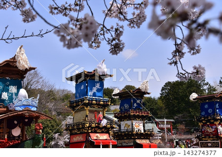 日本の愛知県の犬山市　春の犬山祭りと満開の桜　犬山城前広場に集まる車山　からくり人形を奉納する光景 143274377