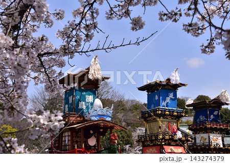 日本の愛知県の犬山市　春の犬山祭りと満開の桜　犬山城前広場に集まる車山　からくり人形を奉納する光景 143274379