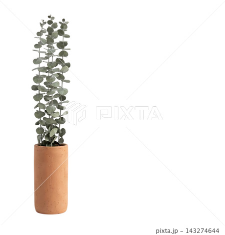 Minimalist Tall Vase with Eucalyptus and Pampas Grass Isolated Minimalist Tall Vase with Eucalyptus and Pampas Grass Isolated 143274644
