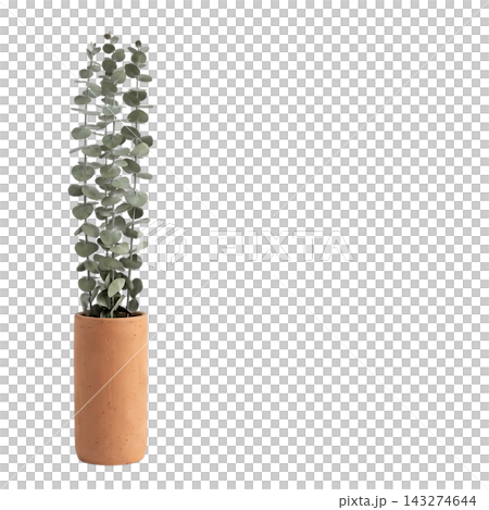 Minimalist Tall Vase with Eucalyptus and Pampas Grass Isolated Minimalist Tall Vase with Eucalyptus and Pampas Grass Isolated 143274644